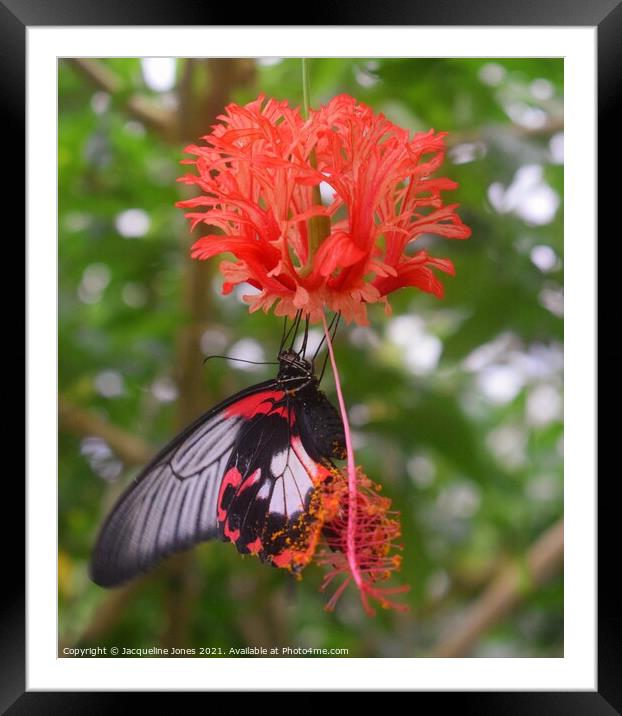 Plant flower butterfly Framed Mounted Print by Jacqueline Jones