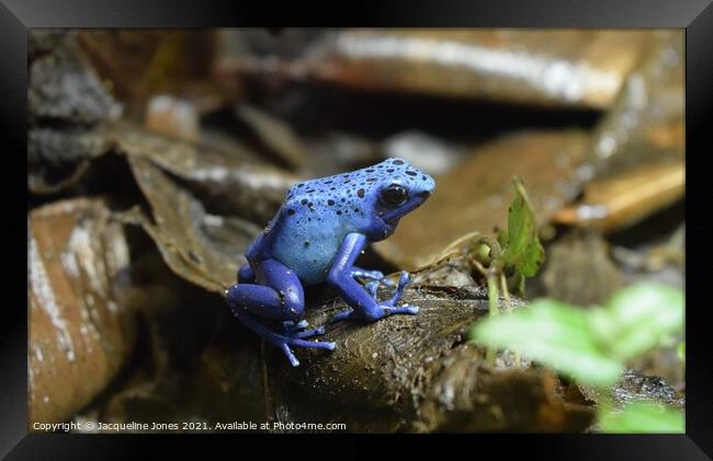 Blue dart frog Framed Print by Jacqueline Jones