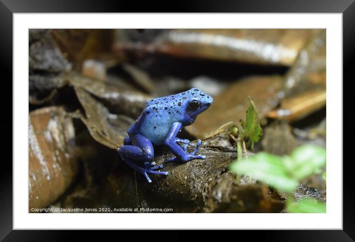 Blue dart frog Framed Mounted Print by Jacqueline Jones