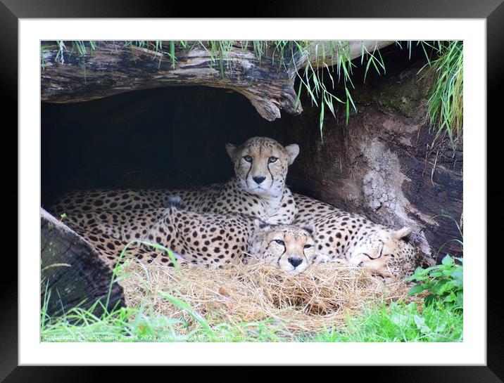 Leopards  Framed Mounted Print by Jacqueline Jones