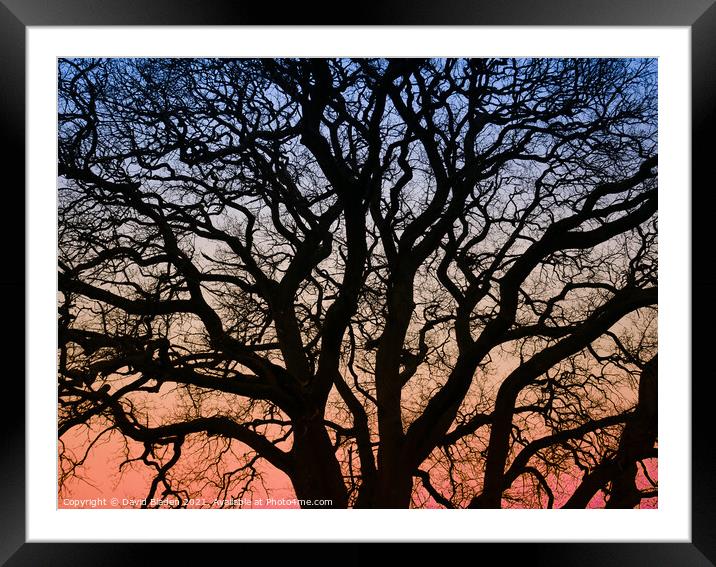 Morning silhouette Framed Mounted Print by David Bladen