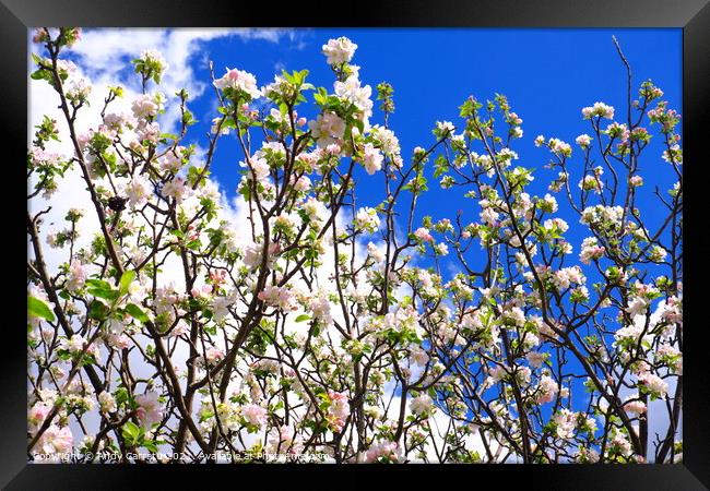 Almond blossoms in Sicily, Italy Framed Print by Andy Huckleberry Williamson III