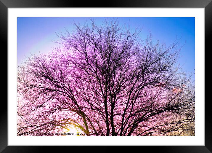 Vernal sicilian sunset with tree in Italy Framed Mounted Print by Andy Huckleberry Williamson III