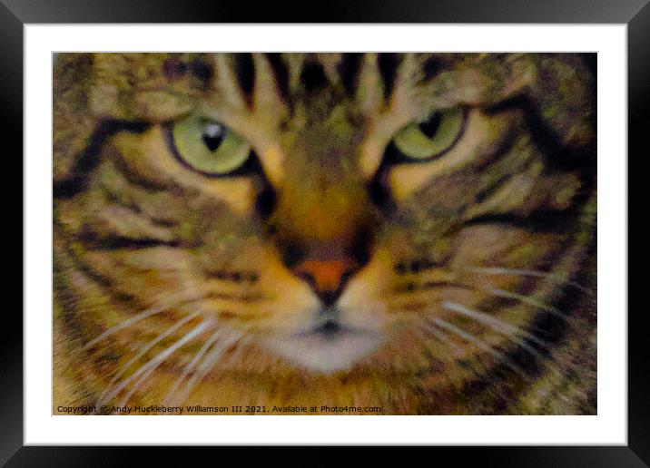 Muzzle of Balkan cat named Gastone Framed Mounted Print by Andy Huckleberry Williamson III