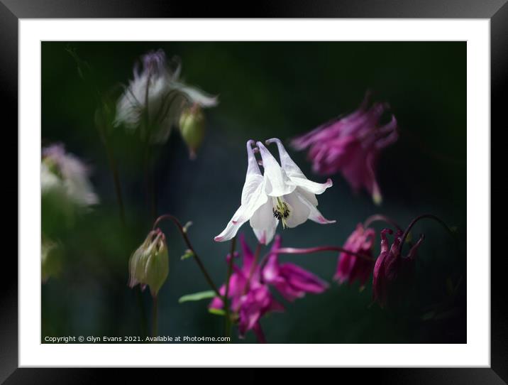 White Columbine Framed Mounted Print by Glyn Evans