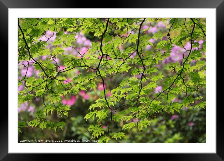 Acer tree in Bryngarw Country Park Framed Mounted Print by Glyn Evans