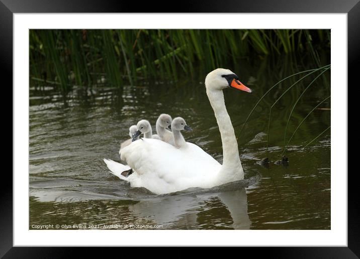 Hitching a ride. Framed Mounted Print by Glyn Evans