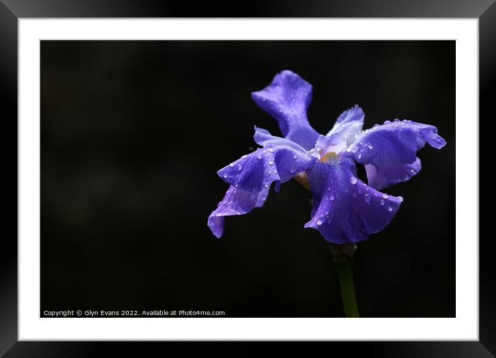 Blue Iris. Framed Mounted Print by Glyn Evans