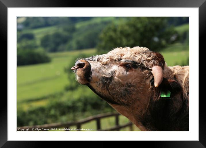 Longhorn. Framed Mounted Print by Glyn Evans