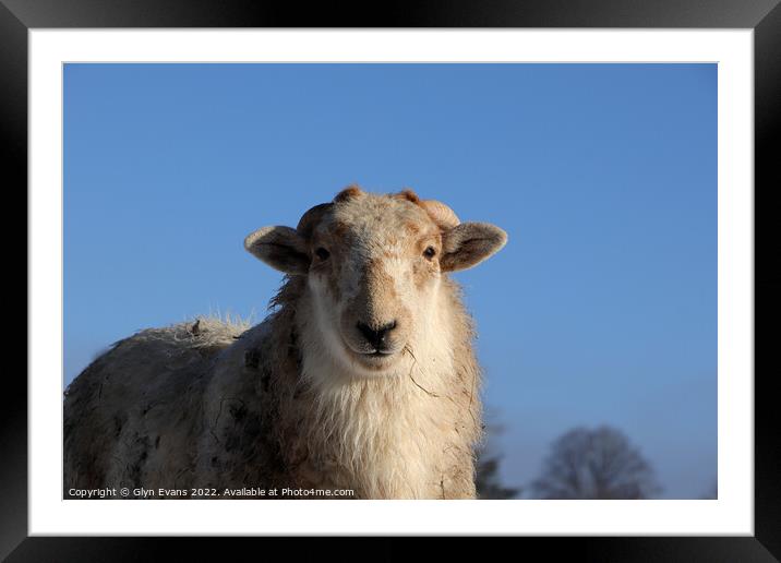A Ram enjoying the winter sun. Framed Mounted Print by Glyn Evans