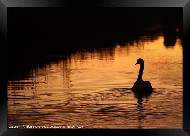 Swan on the River Ewenny Framed Print by Glyn Evans