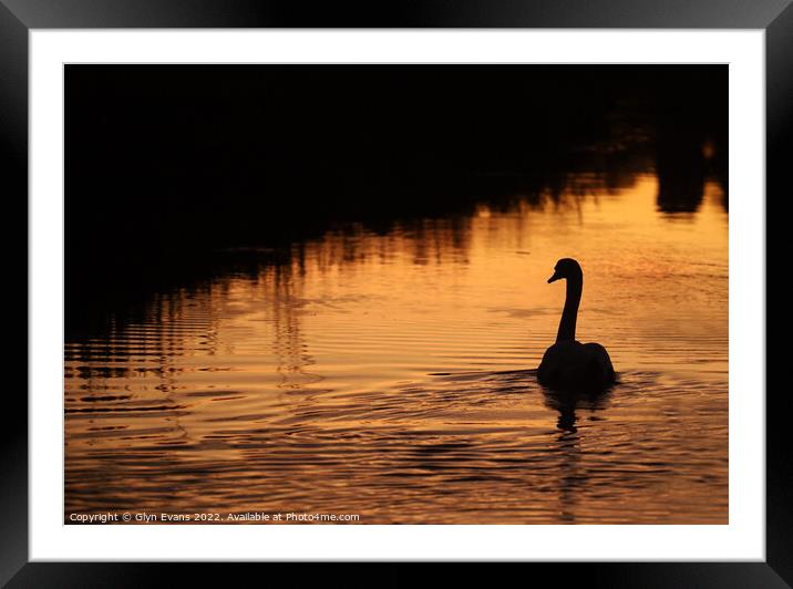 Swan on the River Ewenny Framed Mounted Print by Glyn Evans