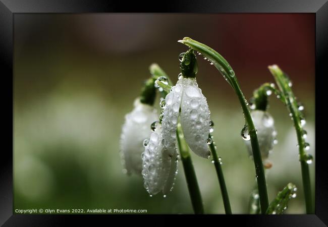 Snowdrops after the rain. Framed Print by Glyn Evans