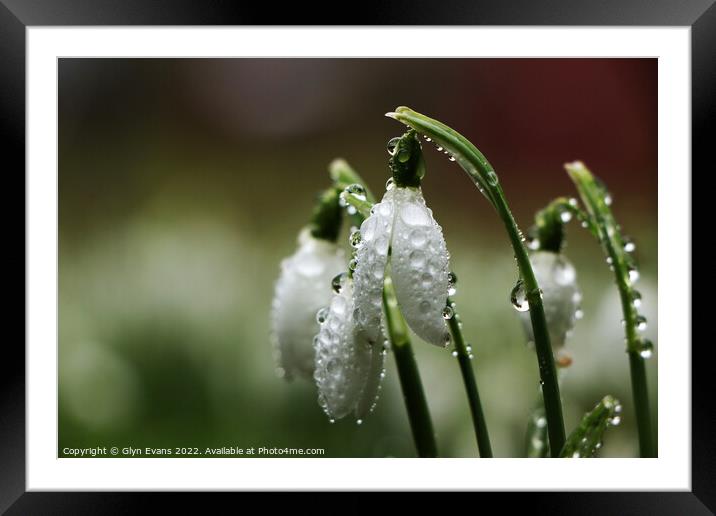 Snowdrops after the rain. Framed Mounted Print by Glyn Evans