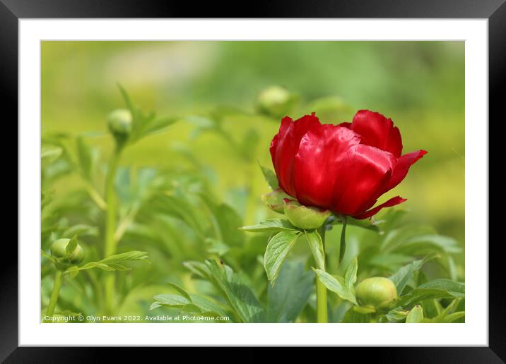 Red Peony Framed Mounted Print by Glyn Evans
