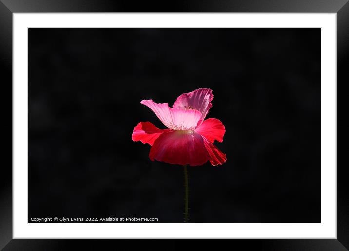Pink Poppy. Framed Mounted Print by Glyn Evans