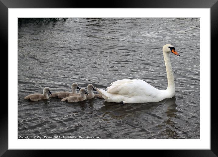 Swan and Cygnets. Framed Mounted Print by Glyn Evans