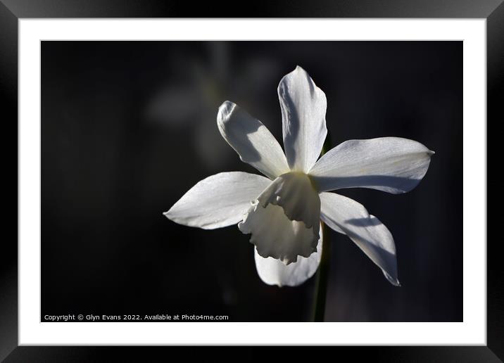 White Narcissus Framed Mounted Print by Glyn Evans