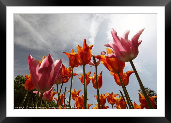 Tulips on a summer day. Framed Mounted Print by Glyn Evans