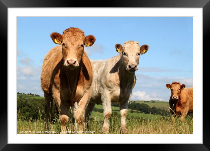 Cattle in the Brecon Beacons Framed Mounted Print by Glyn Evans