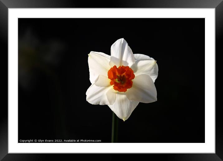 White Daffodil. Framed Mounted Print by Glyn Evans
