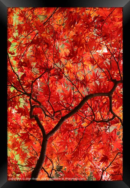 Autumn Colours Framed Print by Glyn Evans