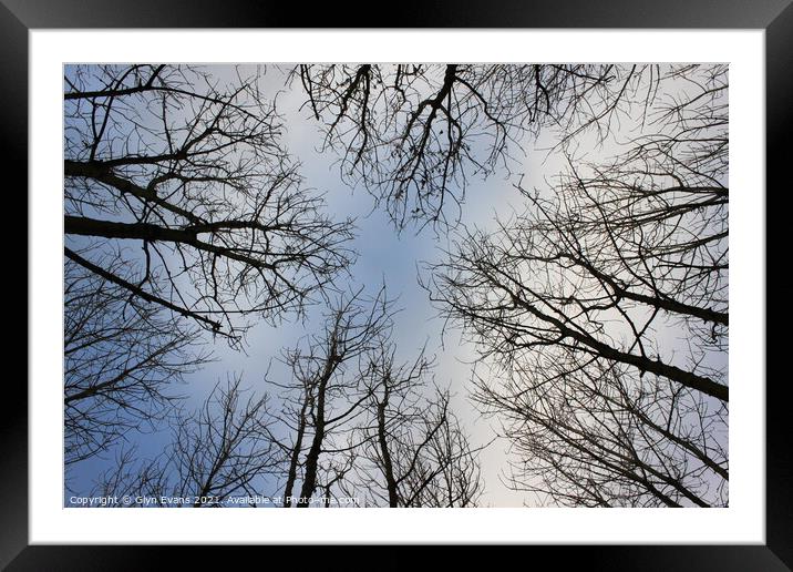 Tree Tops. Framed Mounted Print by Glyn Evans