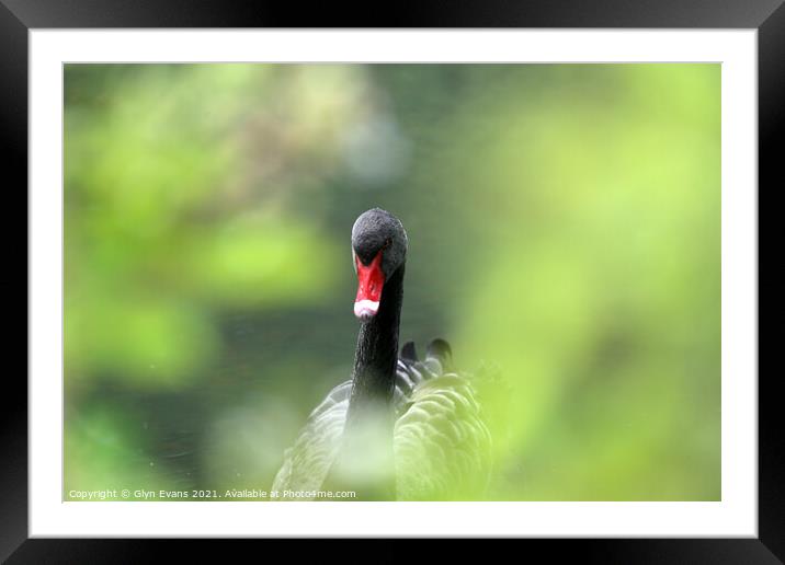 Black Swan Framed Mounted Print by Glyn Evans