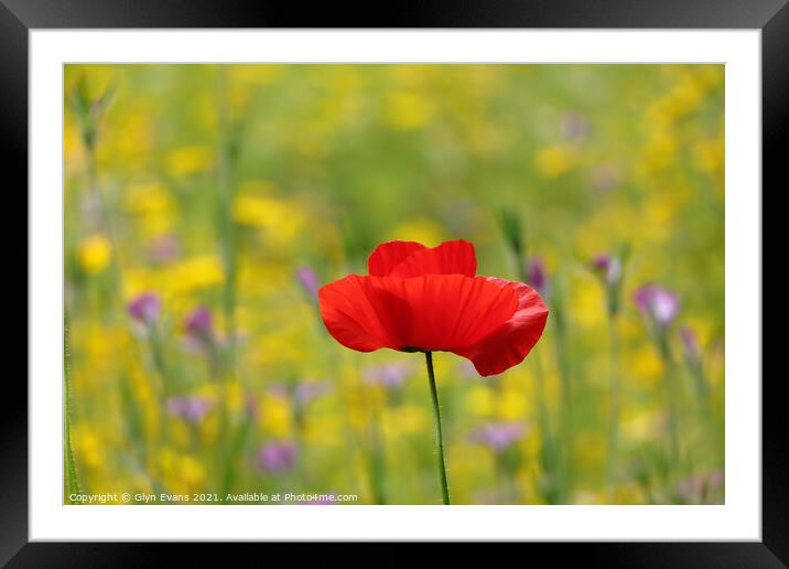 Red Poppy Framed Mounted Print by Glyn Evans