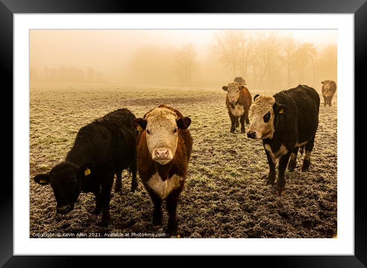 Cattle in the mist Framed Mounted Print by Kevin Allen