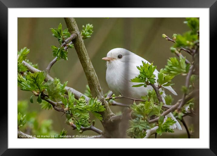 Rare white robin Framed Mounted Print by Ali Marley
