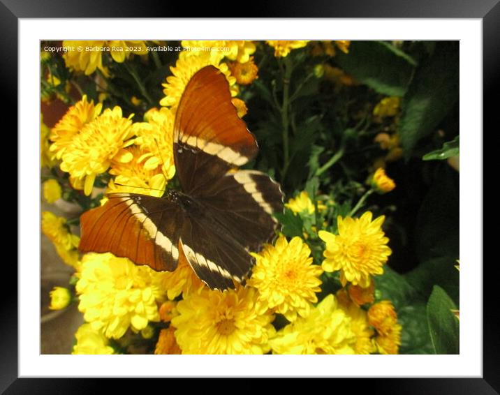 Plant flower Framed Mounted Print by Barbara Rea