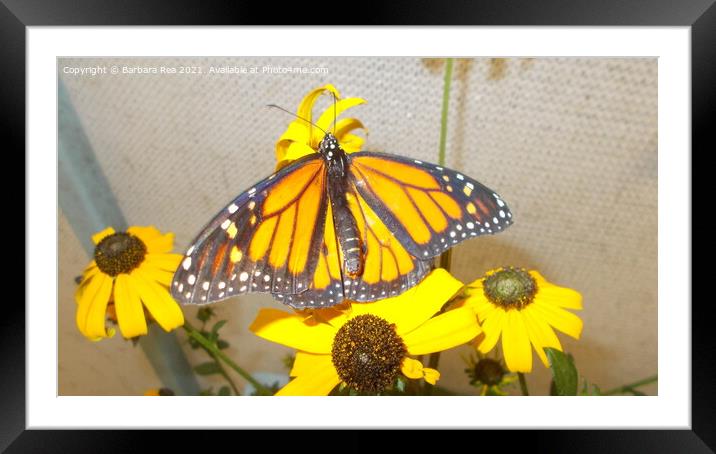 Monarch Butterfly Framed Mounted Print by Barbara Rea