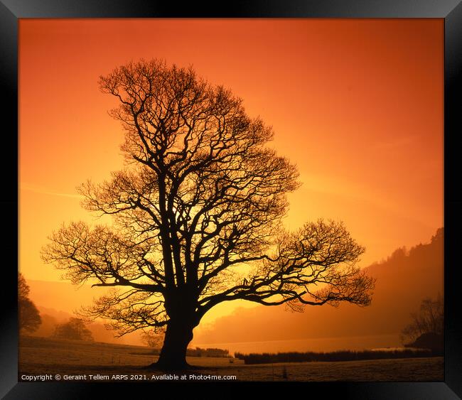 Tree at sunrise, Rydal Water near Grasmere, Lake District, Cumbria, UK Framed Print by Geraint Tellem ARPS