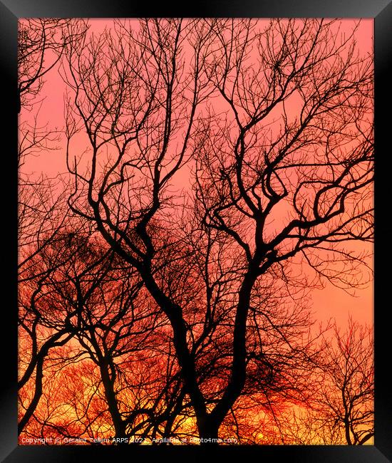 Tree at sunset, Kent, UK Framed Print by Geraint Tellem ARPS