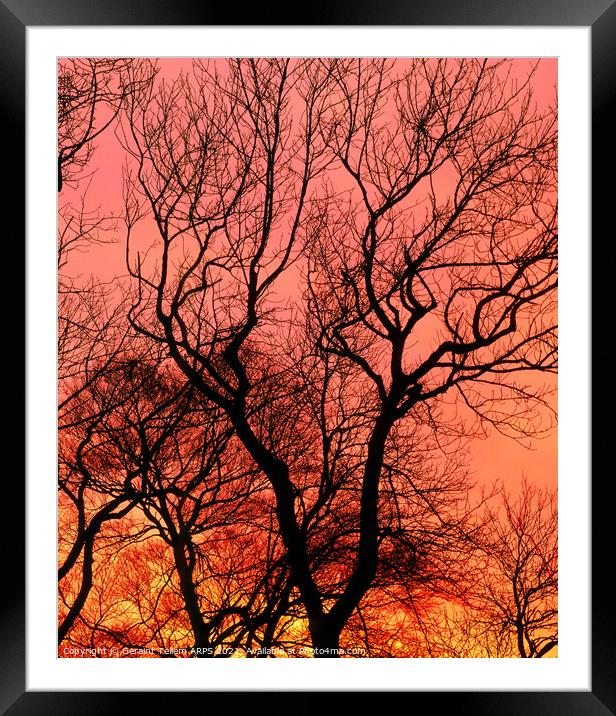 Tree at sunset, Kent, UK Framed Mounted Print by Geraint Tellem ARPS