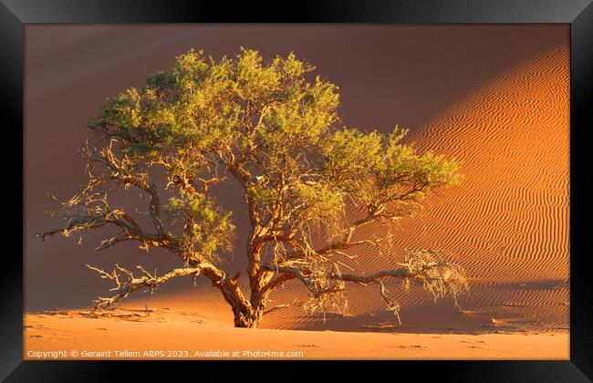Tree, Dead Vlei, Sossusvlei, Namibia, Africa Framed Print by Geraint Tellem ARPS