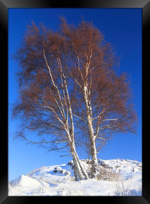 Silver birch tree. Rannoch Moor, Highland, Scotland Framed Print by Geraint Tellem ARPS