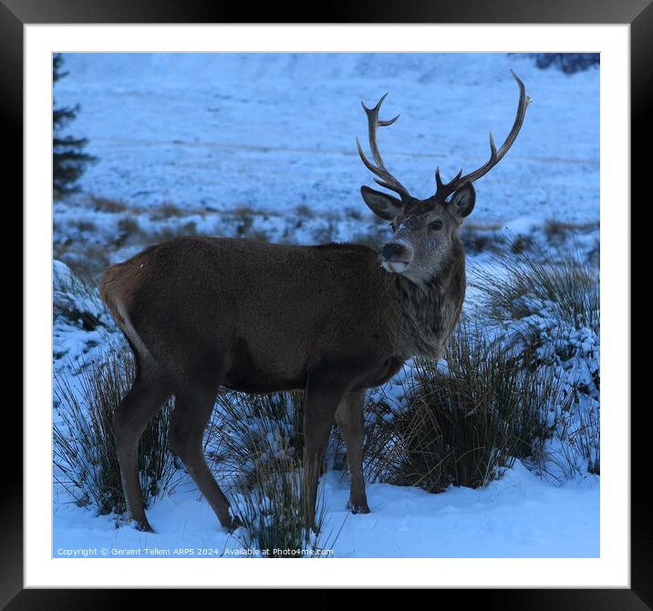 A stag/deer standing in the snow, Rannoch Moor, Scotland Framed Mounted Print by Geraint Tellem ARPS