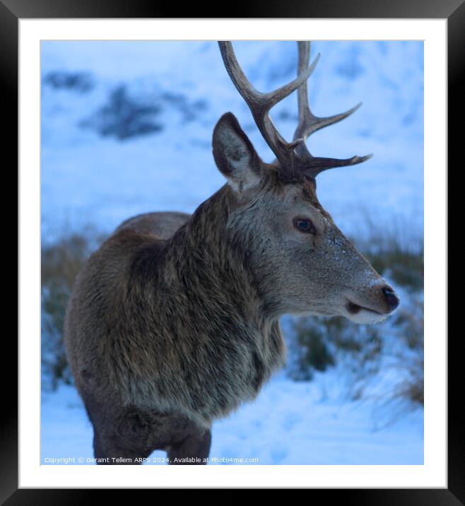A deer/stag standing in the snow Framed Mounted Print by Geraint Tellem ARPS