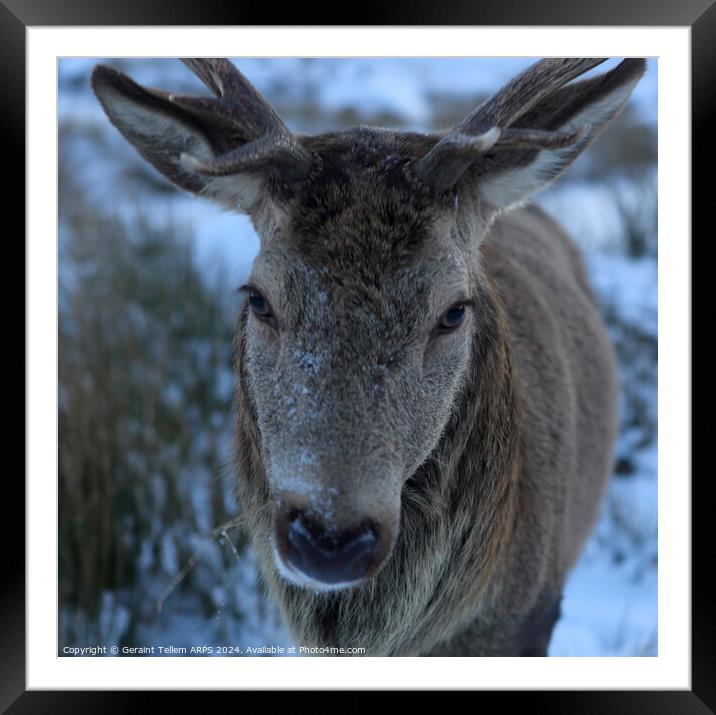 A close up of a deer/stag looking at the camera Framed Mounted Print by Geraint Tellem ARPS