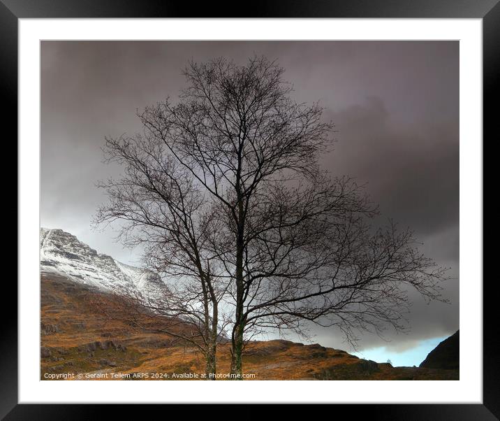 Lone tree, Glen Torridon, Highland, Scotland Framed Mounted Print by Geraint Tellem ARPS