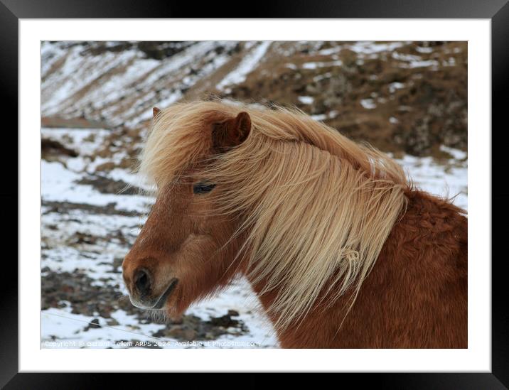 Icelandic pony, southern Iceland Framed Mounted Print by Geraint Tellem ARPS