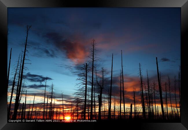 Charred trees near North Rim, Grand Canyon, Arizona, USA Framed Print by Geraint Tellem ARPS