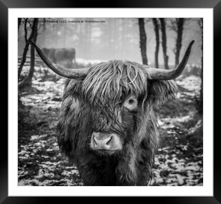 Highland Cow Framed Mounted Print by Kamal Purewall