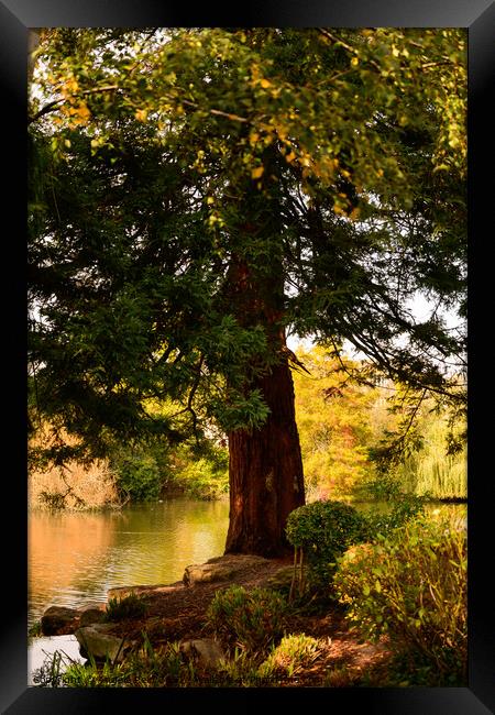 Redwood tree Framed Print by Reidy's Photos