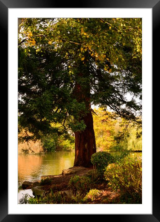 Redwood tree Framed Mounted Print by Reidy's Photos