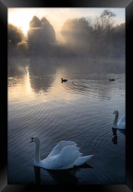 Misty Sunrise Swan Framed Print by Reidy's Photos