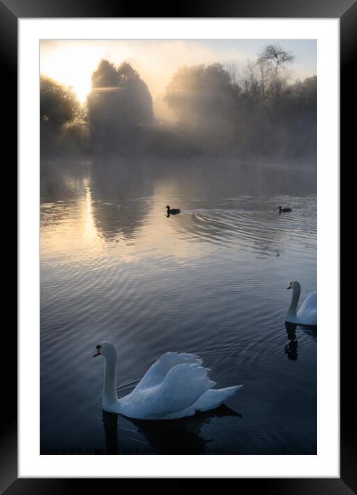 Misty Sunrise Swan Framed Mounted Print by Reidy's Photos