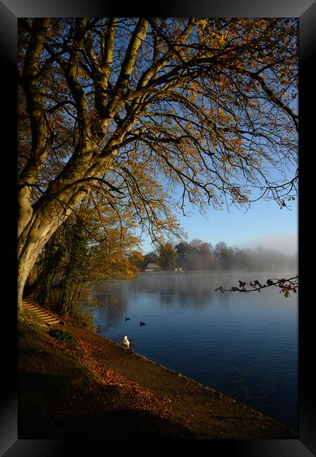 Tree By the Lake Framed Print by Reidy's Photos